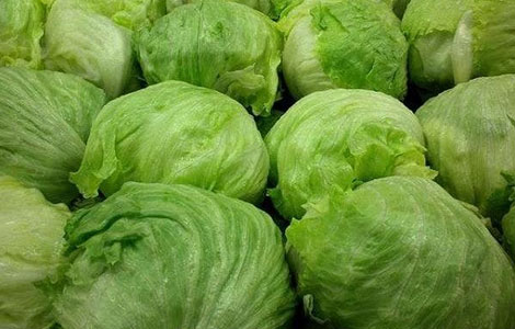 wholesale lettuce distributor