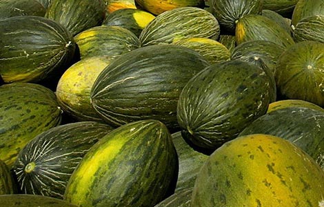 wholesale melon distributor