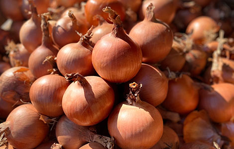 wholesale onion distributor
