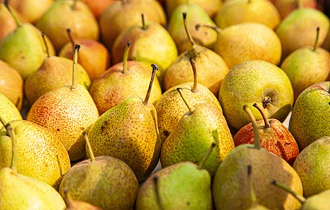 wholesale pear distributor