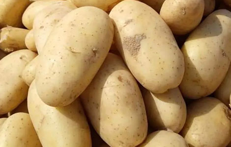 wholesale potato distributor